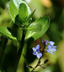 Attēlu rezultāti vaicājumam “Veronica beccabunga”