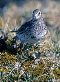 Attēlu rezultāti vaicājumam “Calidris maritima”