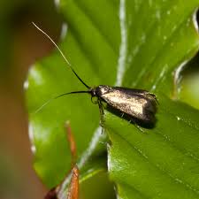 Attēlu rezultāti vaicājumam “Adelidae”