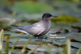 Attēlu rezultāti vaicājumam “Chlidonias niger”