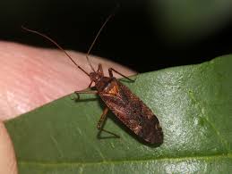 Attēlu rezultāti vaicājumam “Phytocoris sp.”