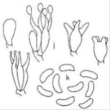 Attēlu rezultāti vaicājumam “Elmerina caryae”