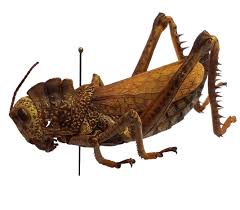Attēlu rezultāti vaicājumam “Orthoptera”