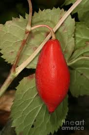Attēlu rezultāti vaicājumam “Podophyllum hexandrum fruit”