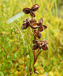 Attēlu rezultāti vaicājumam “Badhamiopsis scripta”