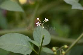 Attēlu rezultāti vaicājumam “Solanum nigrum flower”