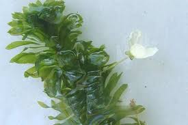 Attēlu rezultāti vaicājumam “Hydrilla verticillata”