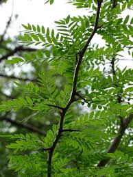 Attēlu rezultāti vaicājumam “Gleditsia triacanthos leaf”