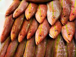 Image result for Rhomboplites aurorubens