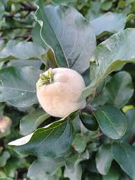 Attēlu rezultāti vaicājumam “Cydonia oblonga fruit”