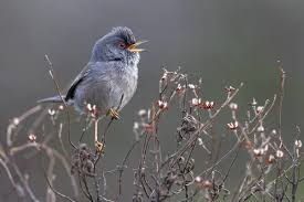 Image result for Sylvia sarda