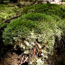 Attēlu rezultāti vaicājumam “Leucobryum glaucum”