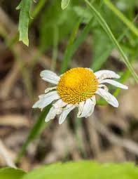 Attēlu rezultāti vaicājumam “Leucanthemum vulgare flower”