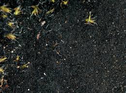 Attēlu rezultāti vaicājumam “Cystocoleus ebeneus”