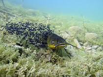 Image result for Ameiurus melas