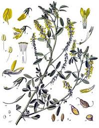 Attēlu rezultāti vaicājumam “Melilotus officinalis”
