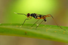 Attēlu rezultāti vaicājumam “Micropezidae”