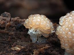 Attēlu rezultāti vaicājumam “Lamproderma columbinum”