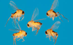 Attēlu rezultāti vaicājumam “Phoridae”