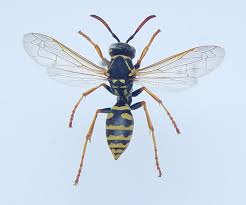 Attēlu rezultāti vaicājumam “Polistes nimpha”