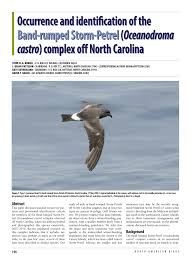 Image result for Oceanodroma castro