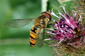 Attēlu rezultāti vaicājumam “Episyrphus balteatus”