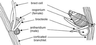 Attēlu rezultāti vaicājumam “Chara intermedia male”