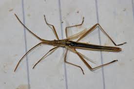 Attēlu rezultāti vaicājumam “Planaphrodes sp.”