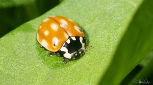 Attēlu rezultāti vaicājumam “Anatis ocellata”