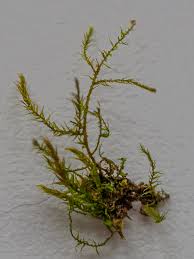 Attēlu rezultāti vaicājumam “Amblystegium serpens macro”