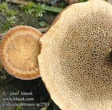 Attēlu rezultāti vaicājumam “Coltricia perennis”