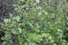 Attēlu rezultāti vaicājumam “Crataegus chrysocarpa”