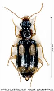 Attēlu rezultāti vaicājumam “Dromius quadrimaculatus”