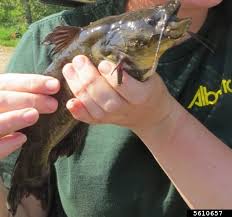 Image result for Ameiurus melas