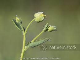 Attēlu rezultāti vaicājumam “Aquilegia vulgaris bud”