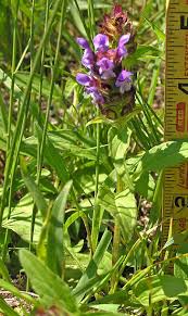 Attēlu rezultāti vaicājumam “Prunella vulgaris”