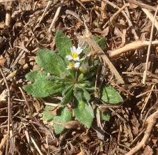 Attēlu rezultāti vaicājumam “Erophila verna flower”