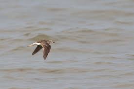 Attēlu rezultāti vaicājumam “Tringa glareola”