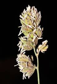 Attēlu rezultāti vaicājumam “Dactylis glomerata subsp. glomerata”