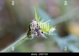 Attēlu rezultāti vaicājumam “Thyatira batis imago”