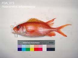 Image result for Holocentrus adscensionis