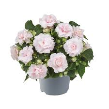 Image result for Impatiens walleriana