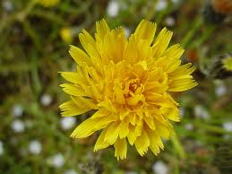 Attēlu rezultāti vaicājumam “Leontodon autumnalis”