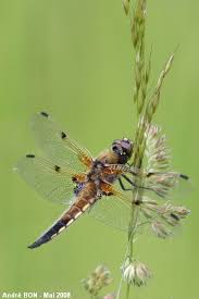 Attēlu rezultāti vaicājumam “Libellula quadrimaculata eggs”