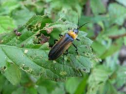 Attēlu rezultāti vaicājumam “Lampyridae”