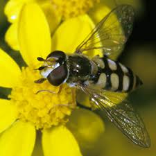 Attēlu rezultāti vaicājumam “Eupeodes corollae”