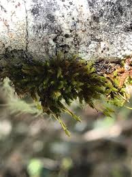 Attēlu rezultāti vaicājumam “Saelania glaucescens sporophyte”