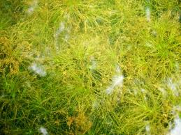 Attēlu rezultāti vaicājumam “Najas tenuissima leaf”