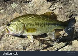 Image result for Micropterus salmoides