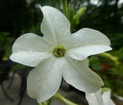 Image result for Nicotiana x sanderae